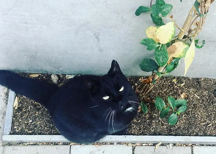 Koeketiene 4* 根特